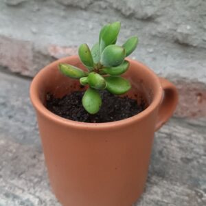 Suculenta Terracota