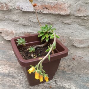 Suculenta Flor Dorada