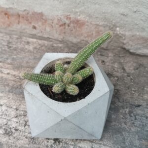 Cactus Geométrico