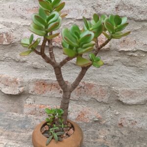 Suculenta Arbolito