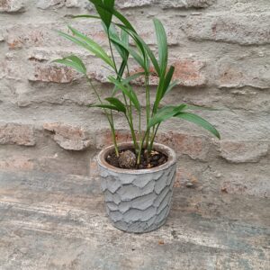 Verde Tropical